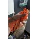 Safety Fencing